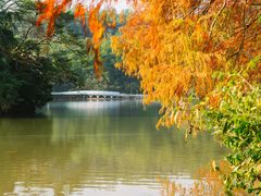 -深圳仙湖植物园