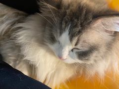 -松果猫咖(桐乡吾悦金街店)