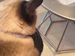 -藏猫猫咖啡主题馆(中央大道店)