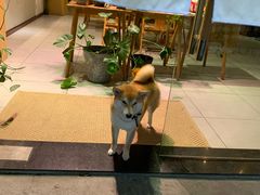 -柴务处·柴犬主题狗咖