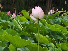 -莲湖公园