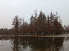 -白鹭湾湿地公园