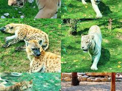 -北京野生动物园