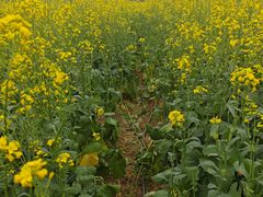 -光明小镇欢乐田园