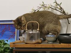 -萌兽医馆·宠物医院·猫骨科(创景店)