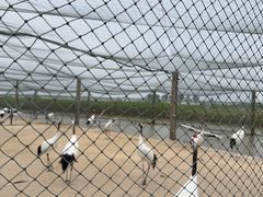 -盐城丹顶鹤湿地生态旅游区