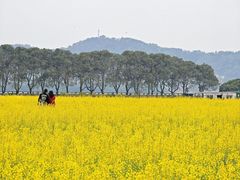 -长洲岛
