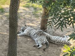 -西霞口神雕山野生动物世界
