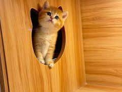 -猫十亿·布偶金渐层·曼基康矮脚猫舍(青年路店)