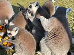 -北京野生动物园