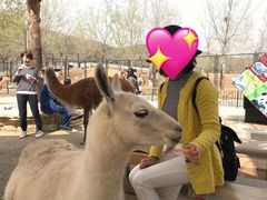 -大连森林动物园