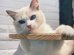 -momokira米努特·德文卷毛猫·棉花面纱犬