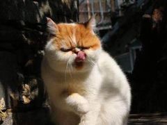 -喵屿·大理花园猫咖