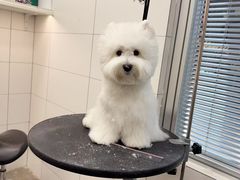 -帕帕拉兹宠物(亚洲旗舰店)