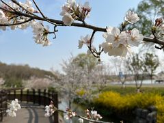 -羊山湖公园
