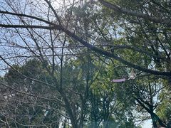 -高东镇樱花园