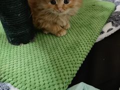 -纳吉亚猫专科动物医院博雅分院