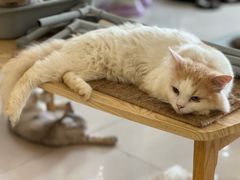 -平行世界·猫咖(首经贸店)