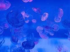 -日照世帆赛基地