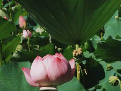 -莲花池公园