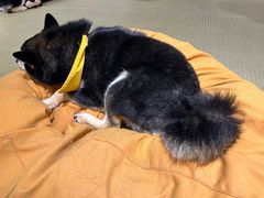 -逗柴咖啡屋·狗咖猫咖宠物桌游