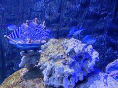 -北戴河圣蓝海洋公园