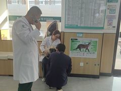-瑞派长江宠物医院·猫科·外科·24小时夜护(谊城公寓分院)