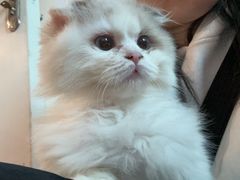 -楼上猫咖(罗湖店)