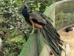 -西霞口神雕山野生动物世界