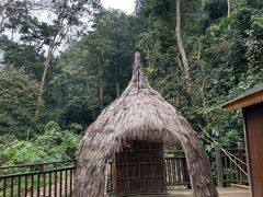 -西双版纳原始森林公园