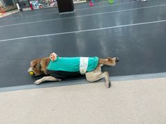 -全心全意动物诊疗中心医院(北苑店)