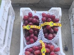 -马陆小张葡萄园农家乐