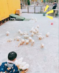 -前小桔亲子创意农场·草莓采摘·露营烧烤
