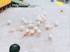 -前小桔亲子创意农场·草莓采摘·露营烧烤