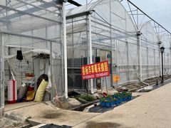 -喜杨洋草莓采摘园