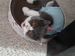 -纳吉亚猫专科动物诊疗中心(蒋宅口分院)