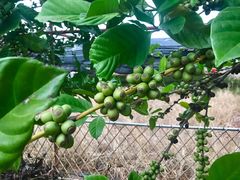 -侯臣咖啡文化村