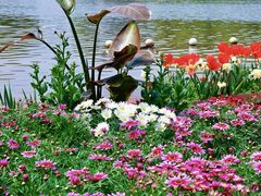 -上海鲜花港