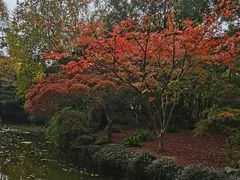 -秋霞圃