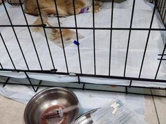 -瑞派福兴宠物医院犬猫全科·骨科·中西医结合(河东店)