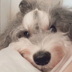 -Adore nail日式美甲美睫