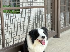 -瑞鹏宠物医院·骨科·猫科·内科(第一中心)