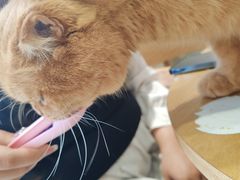 -藏猫猫咖啡主题馆(中央大道店)