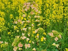 -中国天府农业博览园