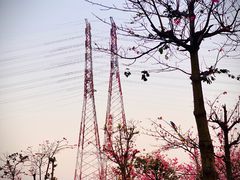 -芒洲湿地公园