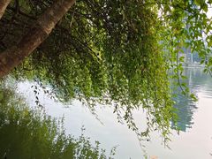 -桂湖森林公园