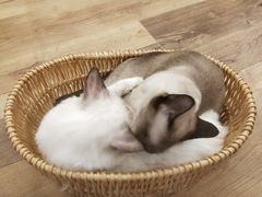 -袖虎·猫馆(体育西路店)