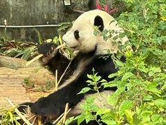 -深圳野生动物园