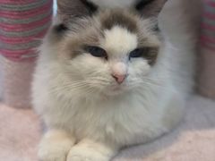 -70cat德文卷毛猫·缅因猫纯种猫舍