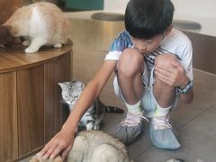-飞行喵MR PILOT|猫舍·猫咖(静安大融城店)
